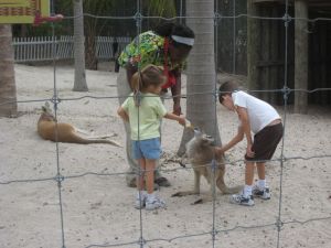 Petting and feeding kangaroo!